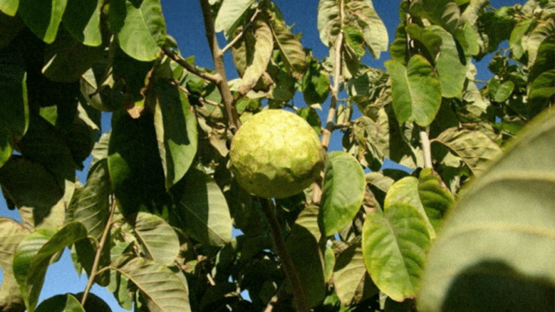 decouvrez la chirimoya un tresor tropical a cuba