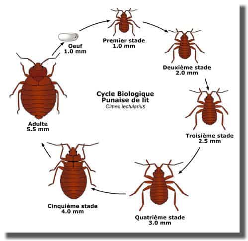 evitez les moustiques et puces de sable a varadero