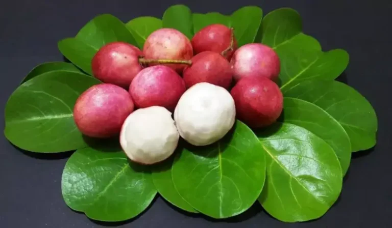 icaco decouvrez ce fruit cubain en confiture delicieuse scaled