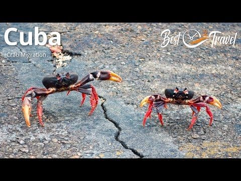 migration-des-crabes-rouges-a-cuba-un-spectacle-naturel-fascinant