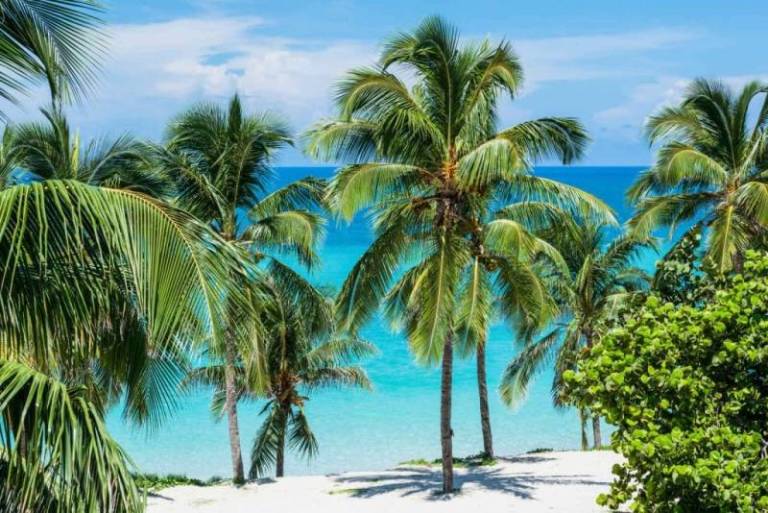 palmiers-et-cocotiers-a-varadero-tout-savoir