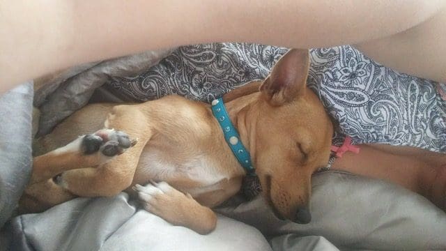 varadero-guide-des-chiens-et-chats-a-decouvrir