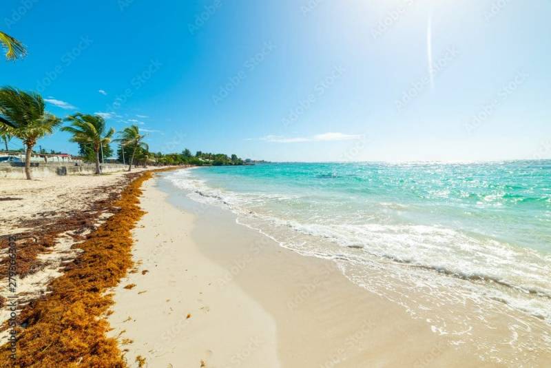 algues-sargasses-a-varadero-comprendre-le-phenomene