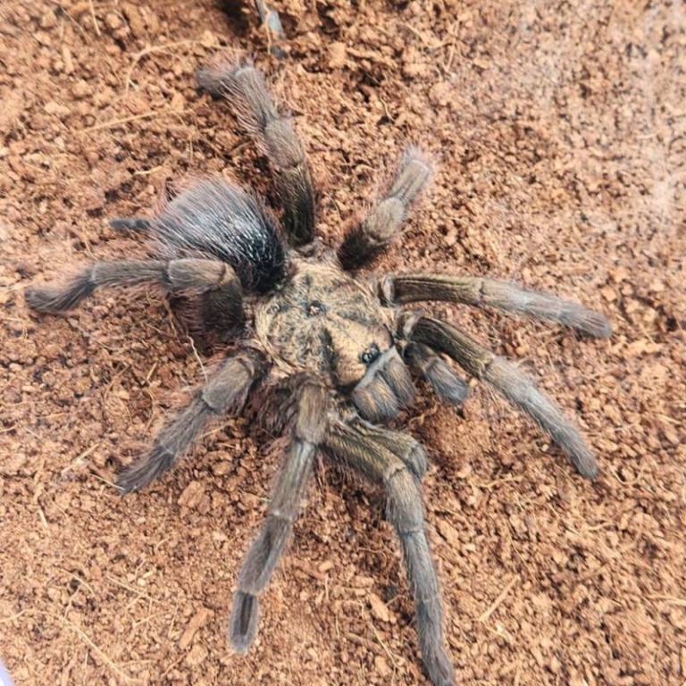 Cuba decouverte dune mygale geante