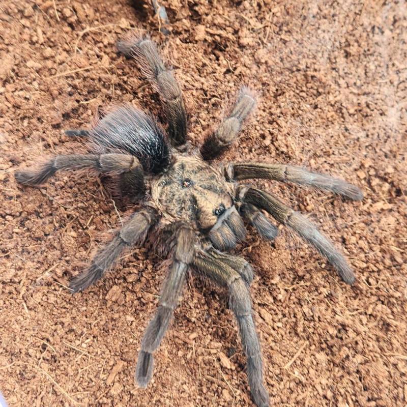 Cuba decouverte dune mygale geante