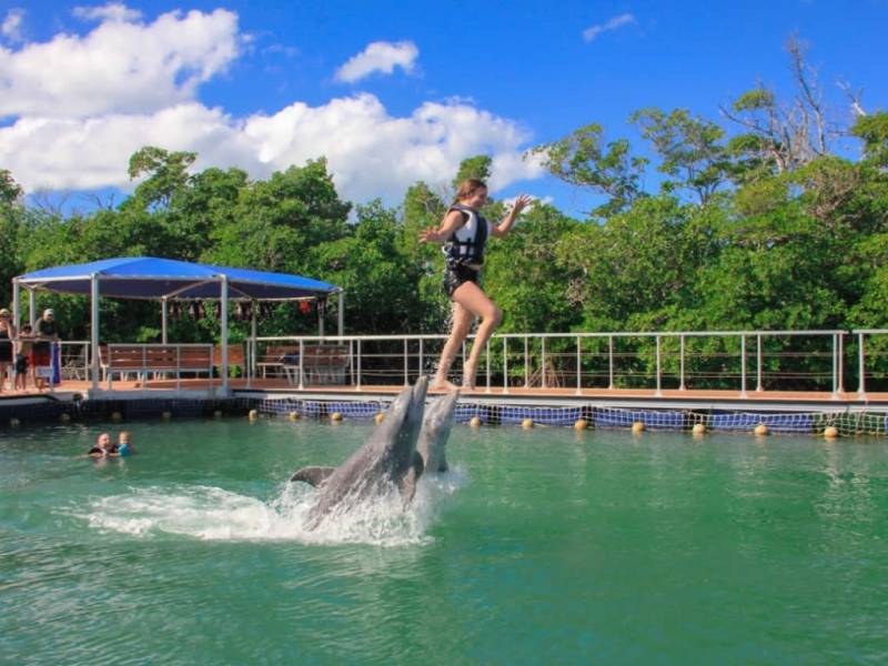 excursion inoubliable pour voir les dauphins a varadero