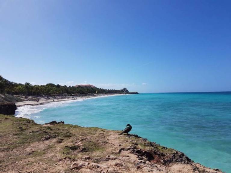 les-meilleures-tables-de-cardenas-a-decouvrir-pres-de-varadero